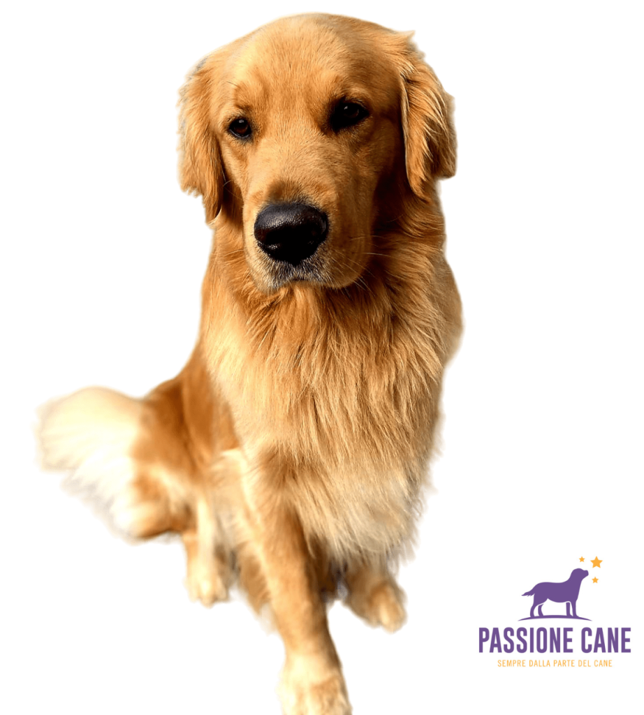 Golden Retriver Americano