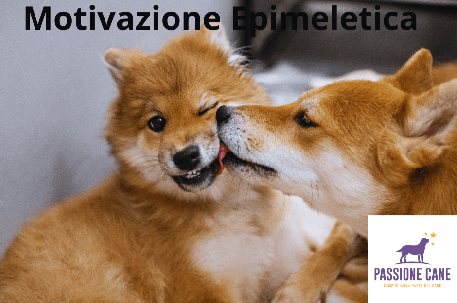 motivazione epimeletica