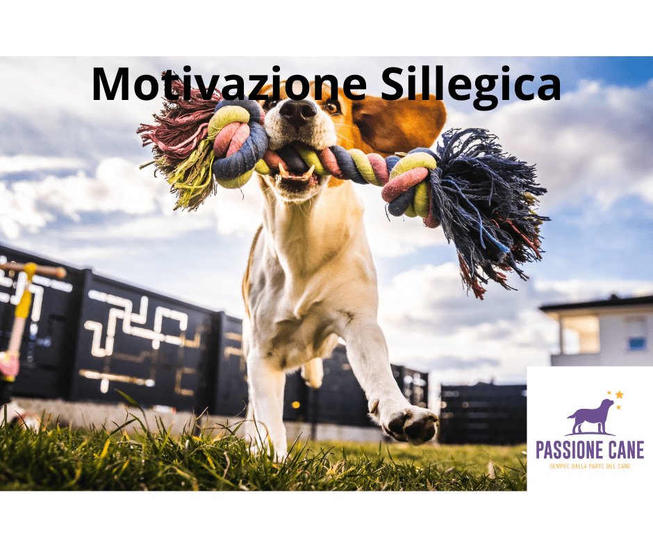 motivazione sillegica