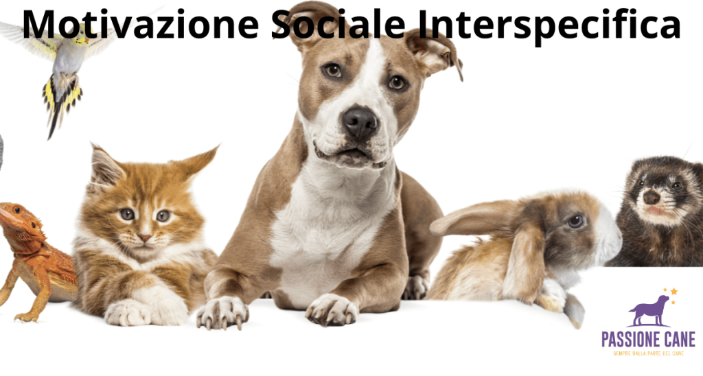 motivazione sociale interspecifica