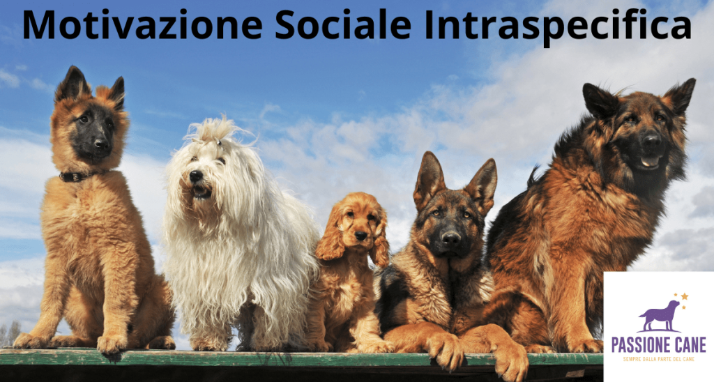 motivazione sociale intraspecifica