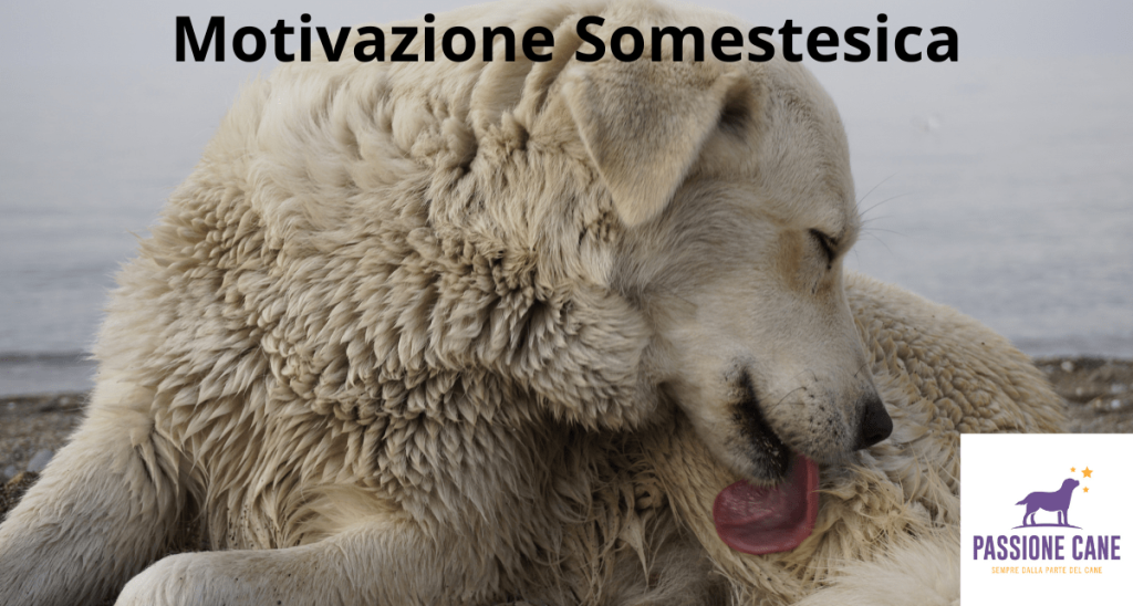 motivazione somestesica