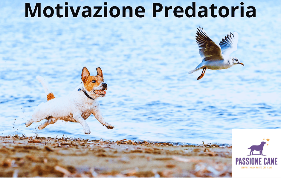 motivazione predatoria