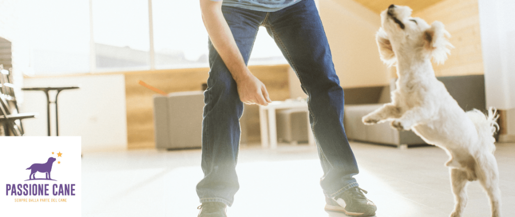 giochi da fare in casa con il cane, Agility in casa con il cane