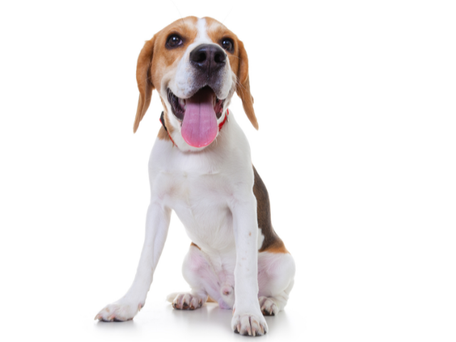 Beagle