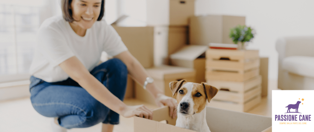 giochi da fare in casa con il cane, Gioco con le scatole cane