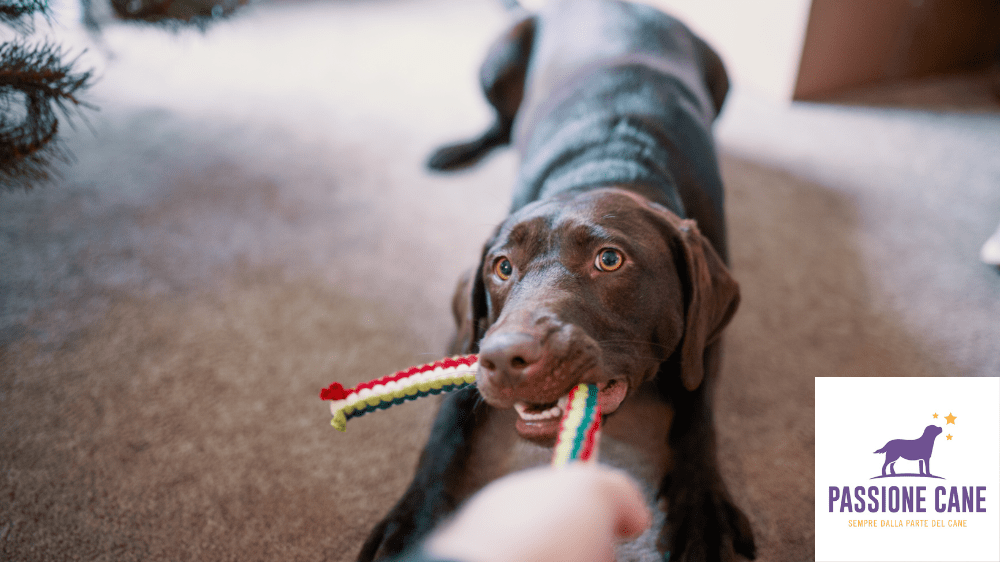 Gioco da fare in casa con il cane, gioco cane tira la corda