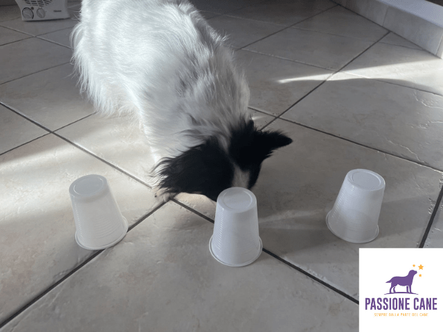 giochi da fare in casa con il cane