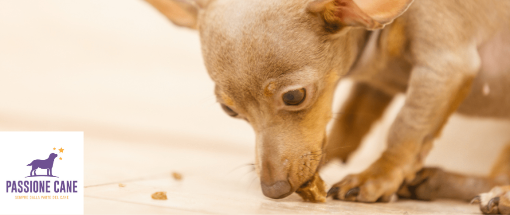 giochi da fare in casa con il cane, Gioco del cerca in casa con il cane
