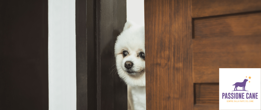 Gioco del nascondino in casa con il cane, giochi da fare in casa con il cane