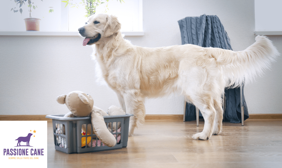 giochi da fare in casa con il cane, Gioco raccogli e lascia in casa con il cane