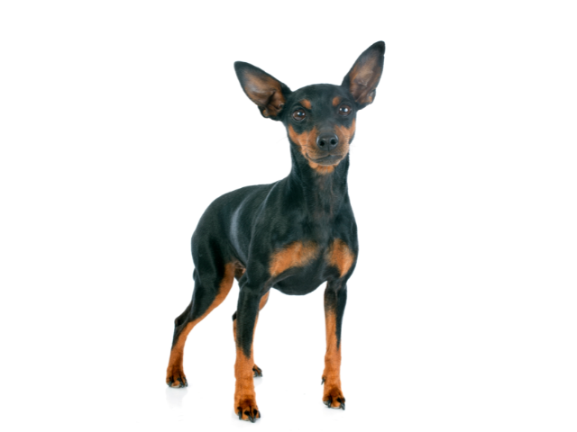 Pinscher Nano