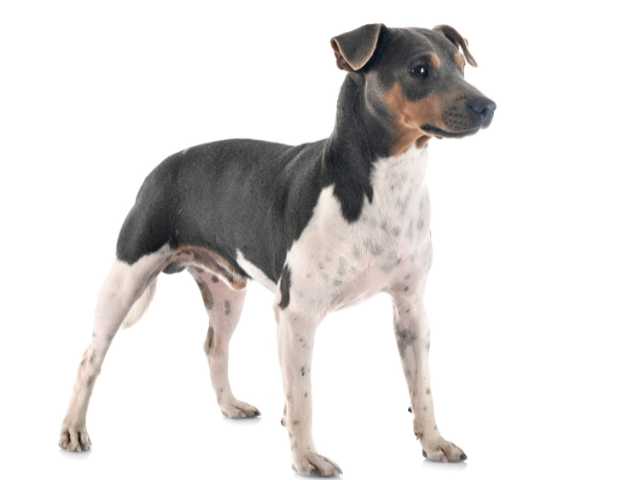 Terrier Brasileiro