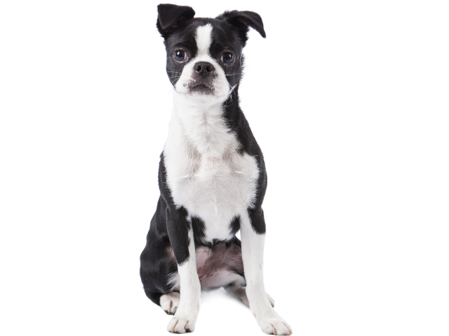Terrier Giapponese