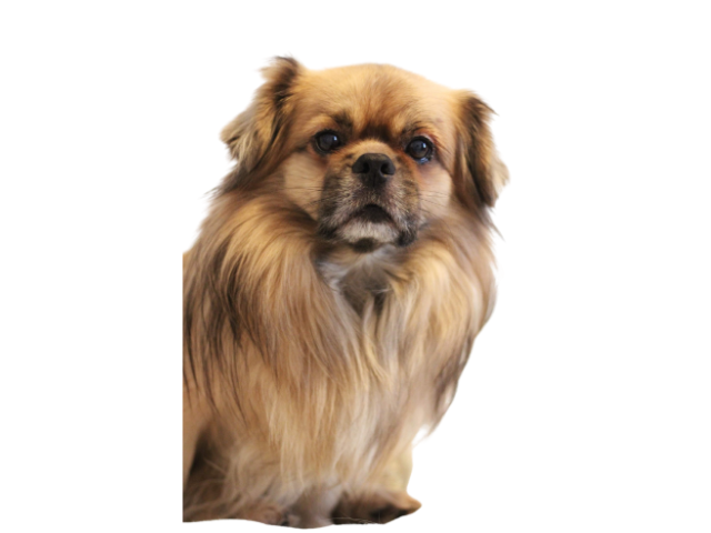 Tibetan Spaniel