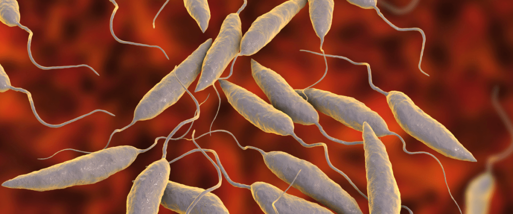 Leishmania infantum, leishmaniosi cane
