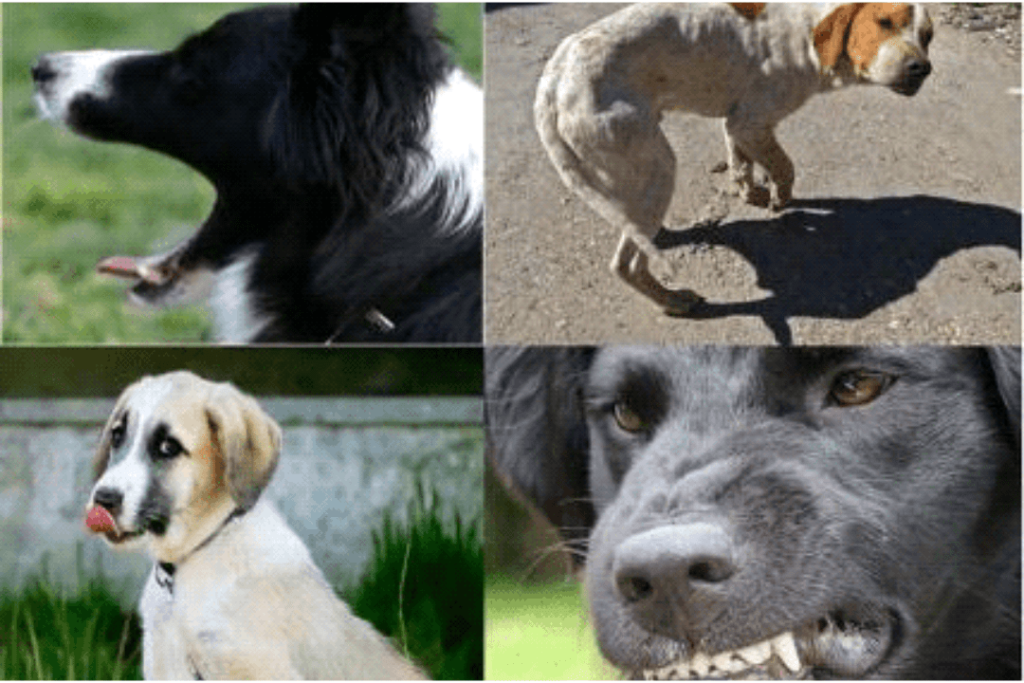 Ttouch, ttouch cane, pettorina t touch, bendaggio ttouch, tellington ttouch cane, tellington ttouch shop