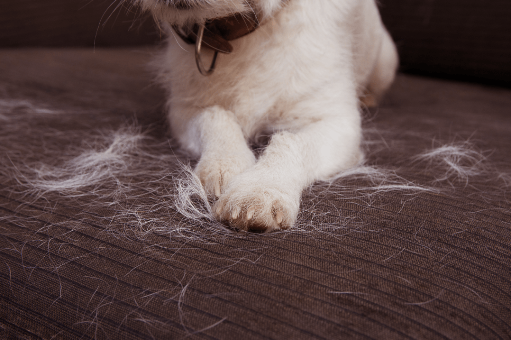 muta del pelo del cane