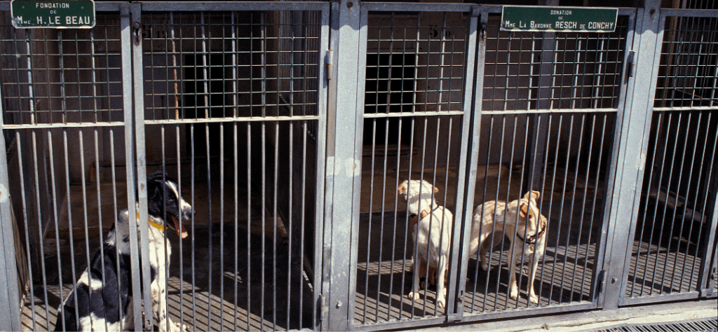 adozione cane taglia piccola adozione cane roma adozione cane piccola taglia adozione cane roma adozione cane taglia piccola adozione cane di piccola taglia adozione cane milano adozione cane fvg