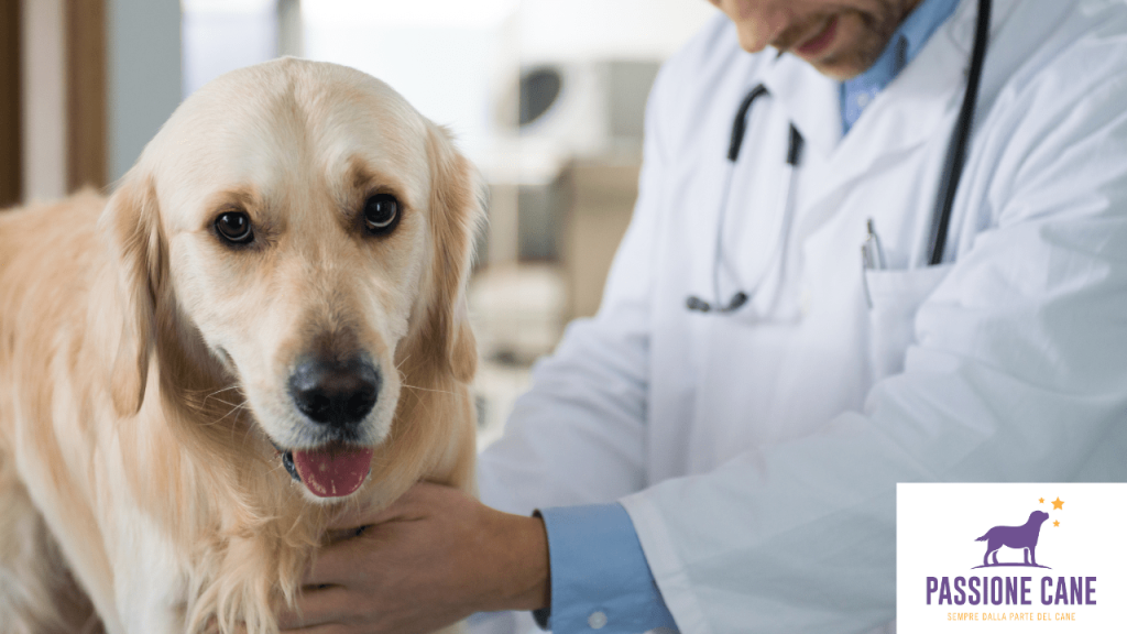 golden retriever, malattia golden, malattie croniche golden retriever, malattie ereditarie golden retriever