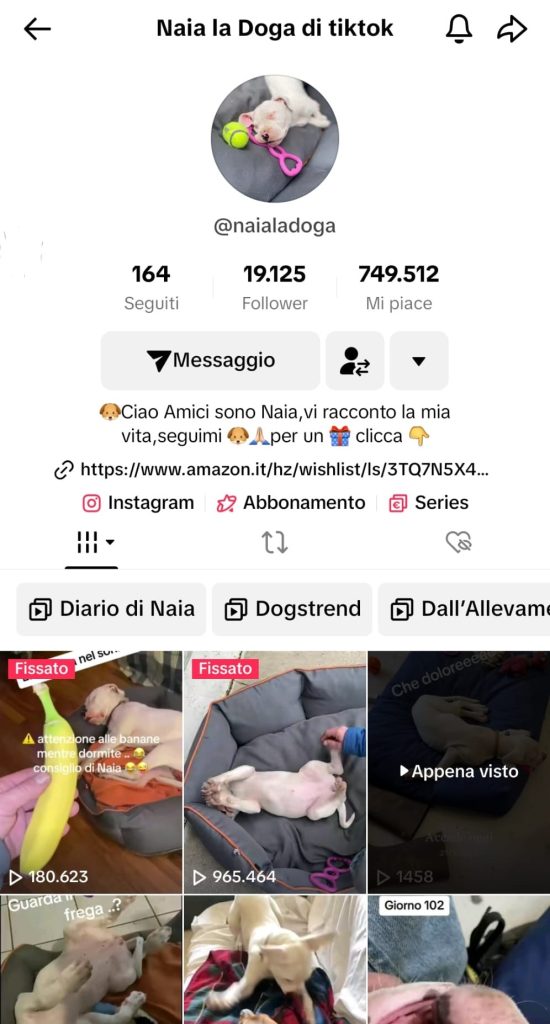 dog influencer