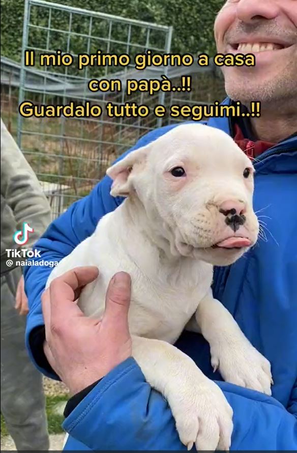 dog influencer