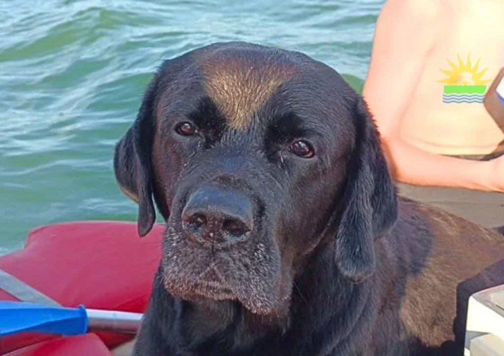 ziggy labardor di 8 anni che nuota per 6 chilometri