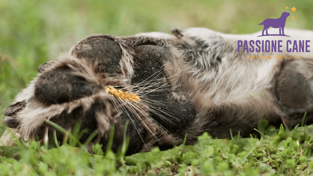 Forasacchi Cane, I forasacchi cosa sono, I forasacchi un pericolo per il cane, forasacchi nelle orecchie, forasacchi cane sintomi, forasacchi naso cane