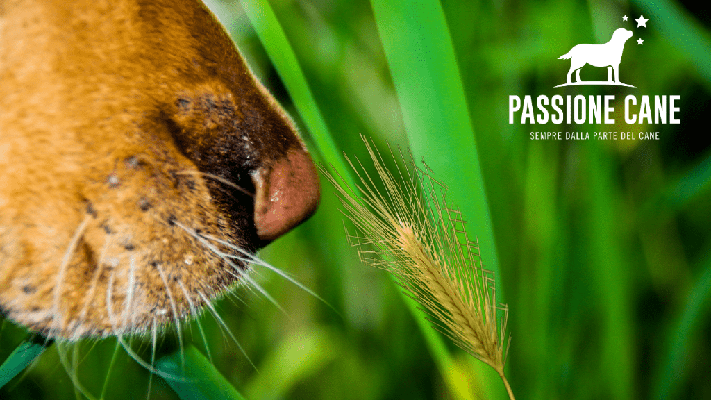 Forasacchi Cane, I forasacchi cosa sono, I forasacchi un pericolo per il cane, forasacchi nelle orecchie, forasacchi cane sintomi, forasacchi naso cane