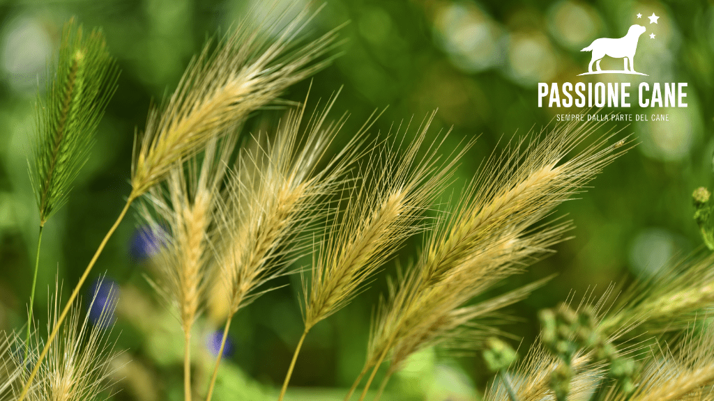 Forasacchi Cane, I forasacchi cosa sono, I forasacchi un pericolo per il cane, forasacchi nelle orecchie, forasacchi cane sintomi, forasacchi naso cane