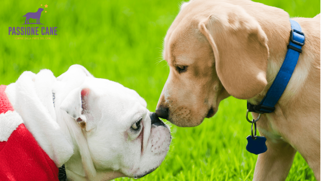 linguaggio del cane immagini, posizioni linguaggio del cane