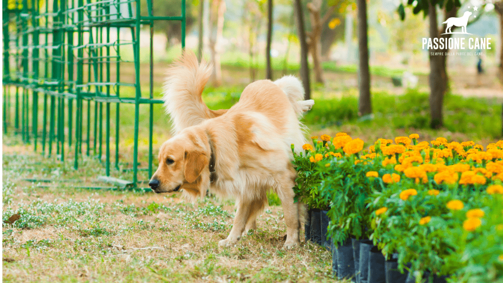 linguaggio del cane immagini, posizioni linguaggio del cane, cane papillon che annusa