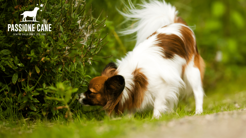 linguaggio del cane immagini, posizioni linguaggio del cane, cane papillon che annusa