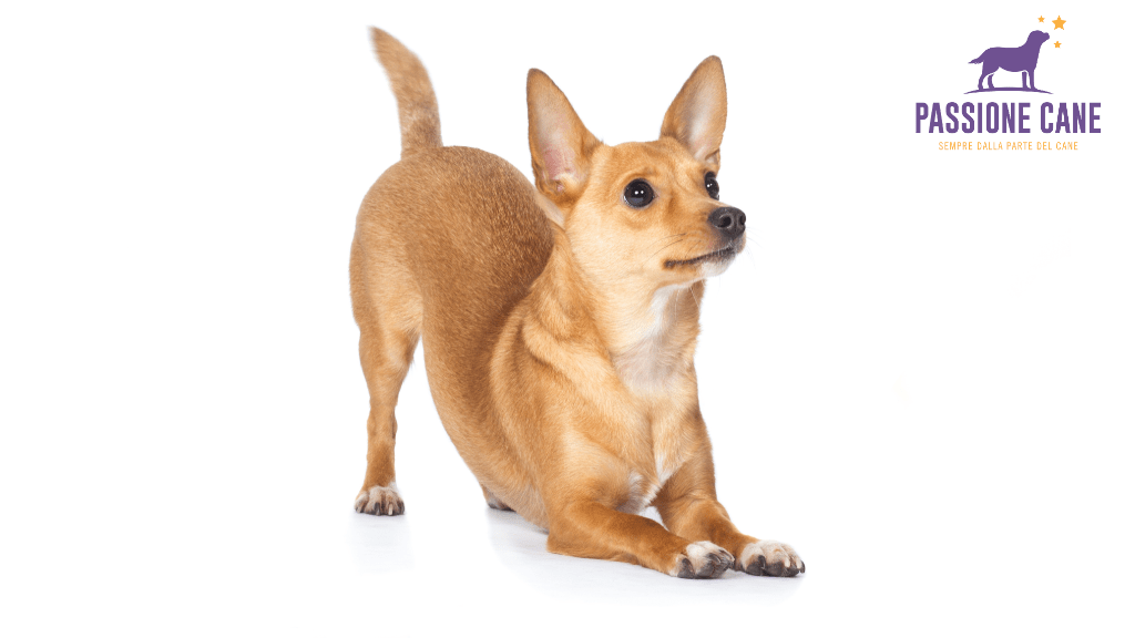 linguaggio del cane, posizioni linguaggio del cane