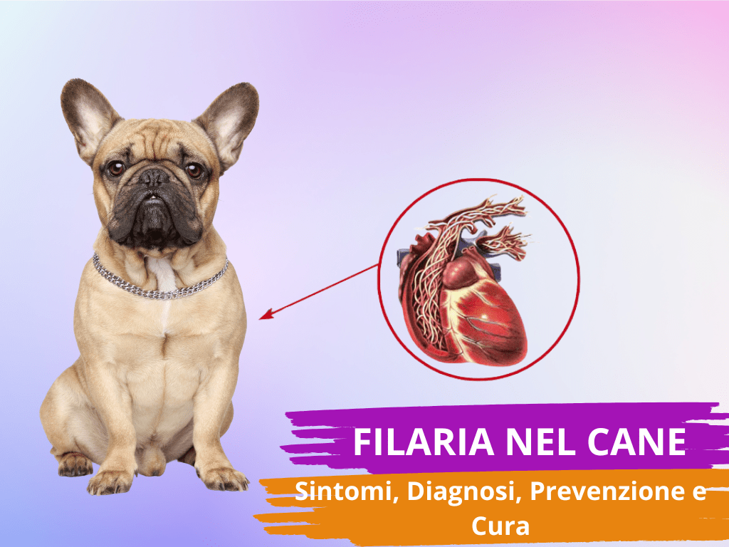 filaria per cani, filaria, filaria disease, pastiglie per cani contro pulci zecche e filaria