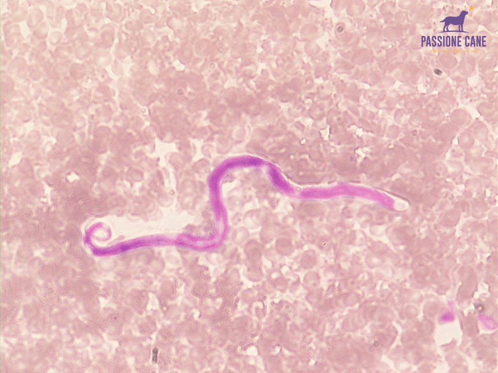 filaria per cani, filaria, filaria disease, pastiglie per cani contro pulci zecche e filaria