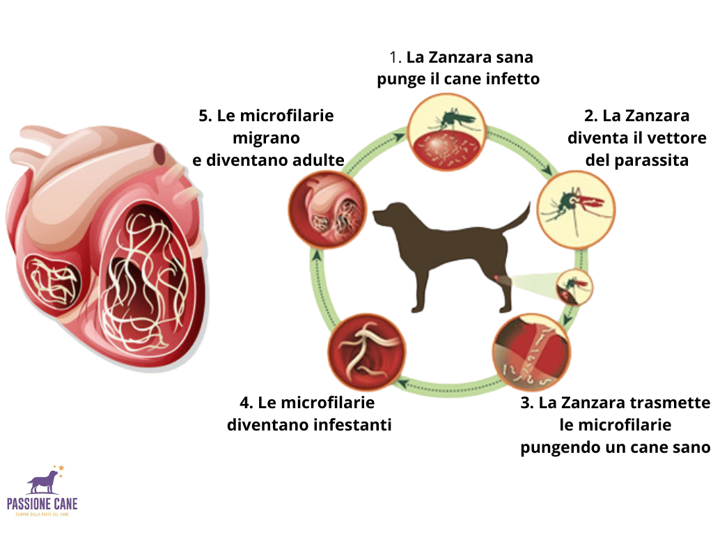 filaria per cani, filaria, filaria disease, pastiglie per cani contro pulci zecche e filaria