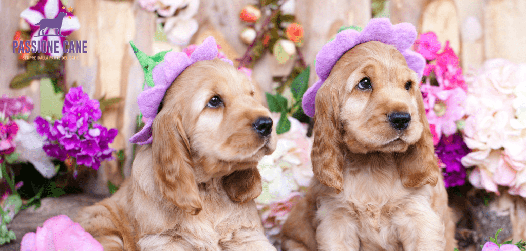 cocker spaniel inglese temperamento, cocker spaniel inglese colori, cocker spaniel inglese cuccioli, cocker spaniel inglese prezzo