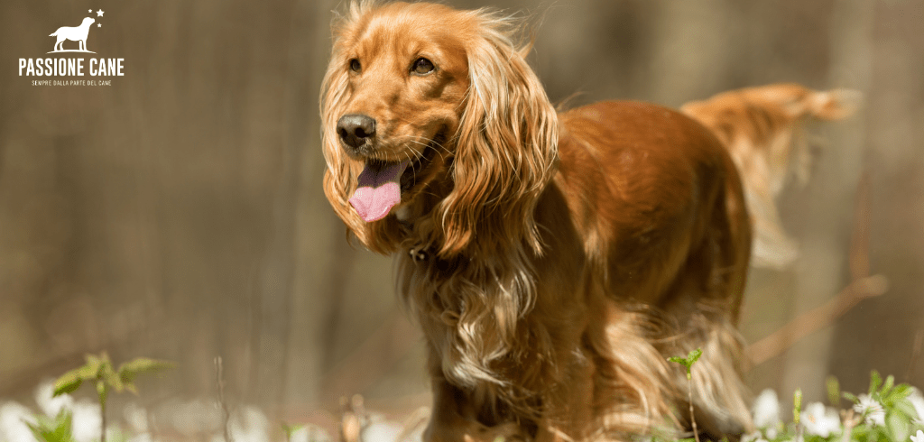 cocker spaniel inglese temperamento, cocker spaniel inglese colori, cocker spaniel inglese cuccioli, cocker spaniel inglese prezzo