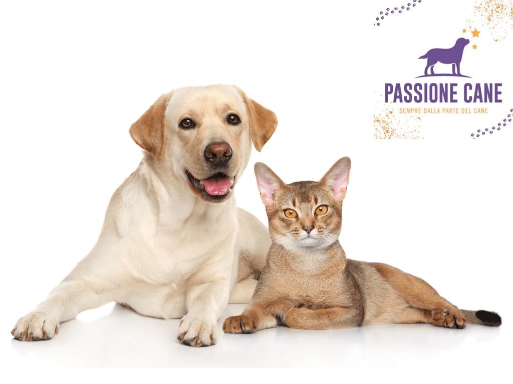 filaria per cani, filaria, filaria disease, pastiglie per cani contro pulci zecche e filaria, filaria nel gatto