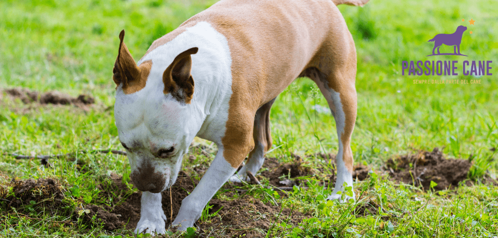 cane comportamenti problematici, cane problemi comportamentali
