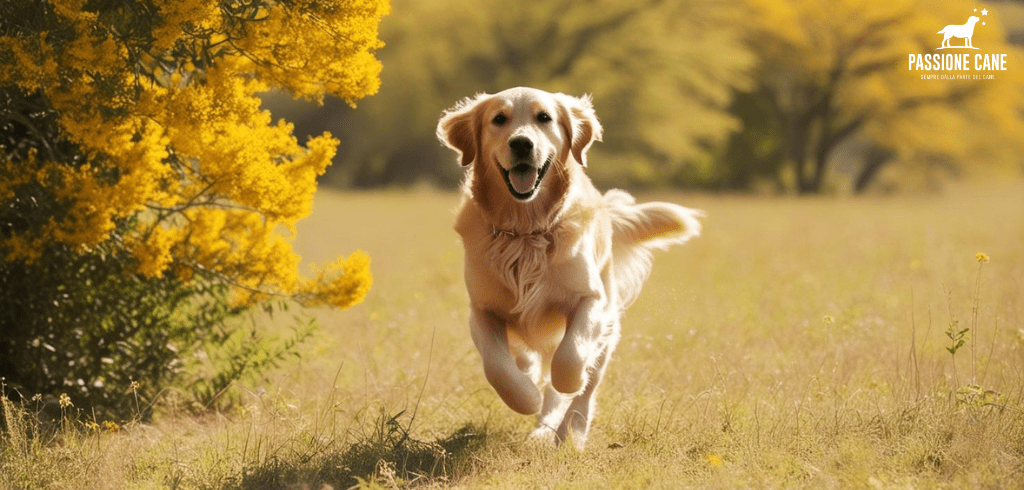 oroscopo del cane