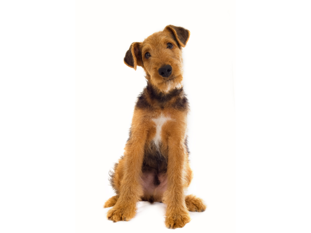 Airedale Terrier