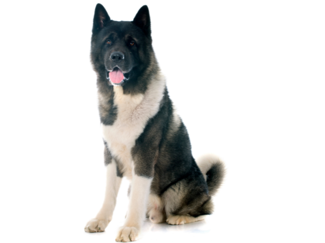 Akita Americano ,razze di cani grandi, razze di cani grande taglia, Razze di cani di taglia grande