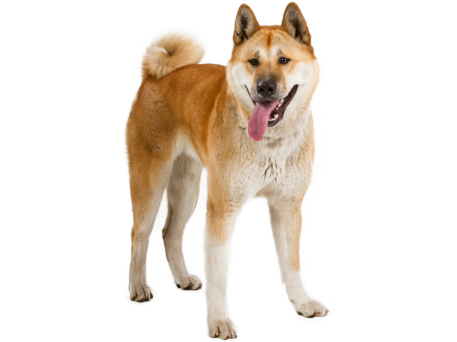 Akita ,razze di cani grandi, razze di cani grande taglia, Razze di cani di taglia grande