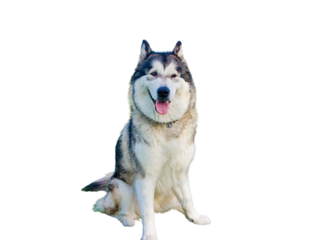 Alaskan Malamute