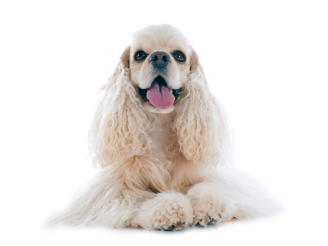 American Cocker Spaniel