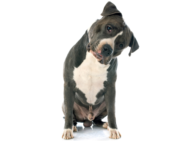 American Staffordshire Terrier