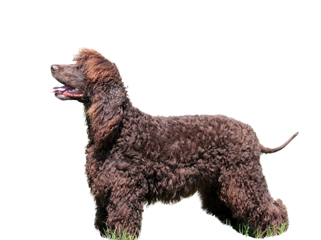 American Water Spaniel