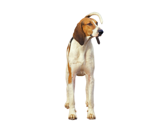 Anglo-Français de Petite Vénerie ,razze di cani grandi, razze di cani grande taglia, Razze di cani di taglia grande